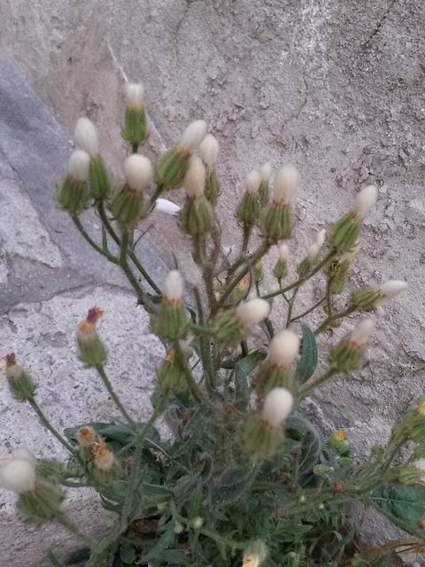 Crepis foetida / Radicchiella selvatica